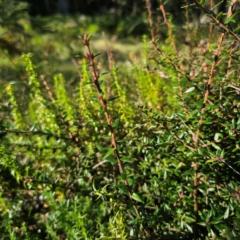 Acrotriche leucocarpa (Tall Acrotriche) at Tallaganda State Forest - 7 Mar 2024 by Csteele4