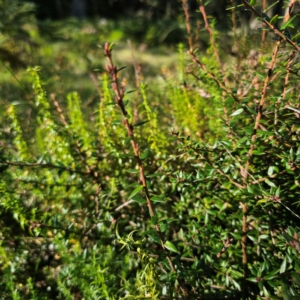 Acrotriche leucocarpa at Tallaganda State Forest - 7 Mar 2024 03:59 PM