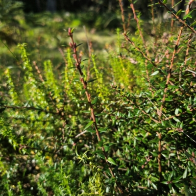 Acrotriche leucocarpa (Tall Acrotriche) at Tallaganda State Forest - 7 Mar 2024 by Csteele4