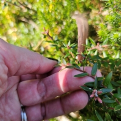 Acrotriche leucocarpa at Tallaganda State Forest - 7 Mar 2024 03:59 PM