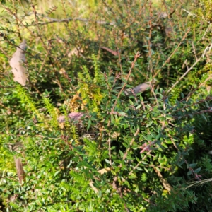 Acrotriche leucocarpa at Tallaganda State Forest - 7 Mar 2024 03:59 PM