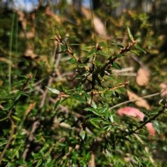 Acrotriche leucocarpa (Tall Acrotriche) at QPRC LGA - 7 Mar 2024 by Csteele4