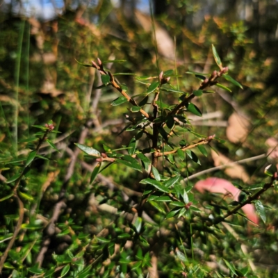 Acrotriche leucocarpa (Tall Acrotriche) at QPRC LGA - 7 Mar 2024 by Csteele4