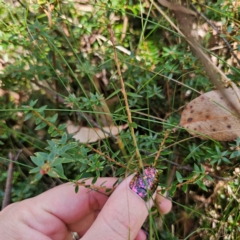 Acrotriche leucocarpa at QPRC LGA - 7 Mar 2024