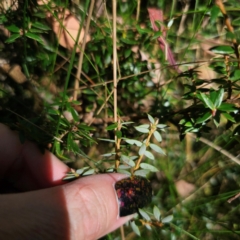 Acrotriche leucocarpa at QPRC LGA - 7 Mar 2024 03:31 PM