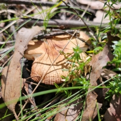 Russula sp. (Russula) at Tallaganda State Forest - 7 Mar 2024 by Csteele4