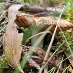 Russula sp. (genus) at QPRC LGA - 7 Mar 2024