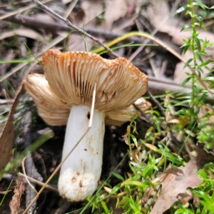 Russula sp. (genus) at QPRC LGA - 7 Mar 2024 03:24 PM