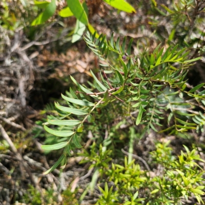 Polyscias sambucifolia subsp. Short leaflets (V.Stajsic 196) Vic. Herbarium (Elderberry Panax, Ornamental Ash, Elderberry Ash) at QPRC LGA - 7 Mar 2024 by Csteele4