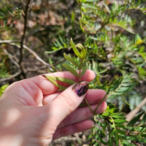 Polyscias sambucifolia subsp. Short leaflets (V.Stajsic 196) Vic. Herbarium at QPRC LGA - 7 Mar 2024