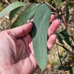 Eucalyptus pauciflora subsp. pauciflora (White Sally, Snow Gum) at Tallaganda State Forest - 7 Mar 2024 by Csteele4