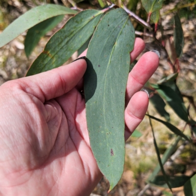 Eucalyptus pauciflora subsp. pauciflora (White Sally, Snow Gum) at QPRC LGA - 7 Mar 2024 by Csteele4