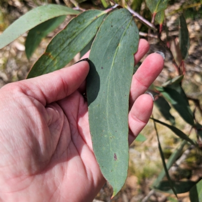 Eucalyptus pauciflora subsp. pauciflora (White Sally, Snow Gum) at Tallaganda State Forest - 7 Mar 2024 by Csteele4