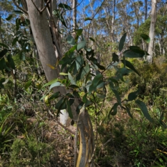 Eucalyptus pauciflora subsp. pauciflora at QPRC LGA - 7 Mar 2024 03:07 PM