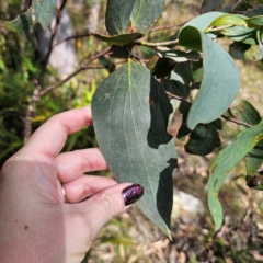 Eucalyptus pauciflora subsp. pauciflora at QPRC LGA - 7 Mar 2024