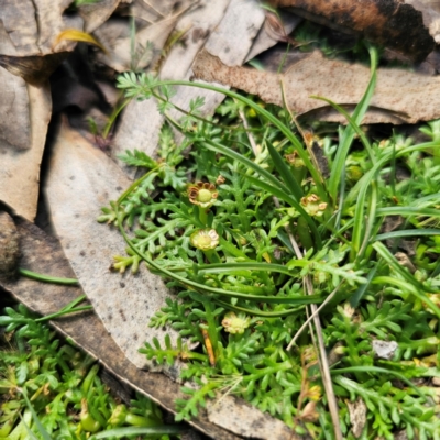 Cotula alpina (Alpine Cotula) at Tallaganda State Forest - 7 Mar 2024 by Csteele4