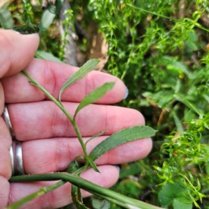 Coronidium monticola at Tallaganda State Forest - 7 Mar 2024