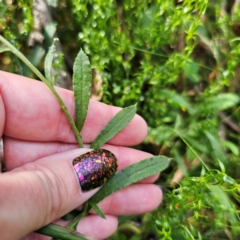 Coronidium monticola at Tallaganda State Forest - 7 Mar 2024