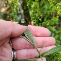 Coronidium monticola at Tallaganda State Forest - 7 Mar 2024
