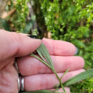 Coronidium monticola at Tallaganda State Forest - 7 Mar 2024