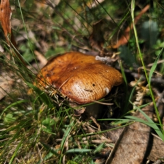 Cortinarius sp. at Harolds Cross, NSW - 7 Mar 2024 by Csteele4