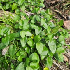 Vinca major (Blue Periwinkle) at QPRC LGA - 7 Mar 2024 by Csteele4