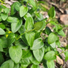 Vinca major at Tallaganda State Forest - 7 Mar 2024