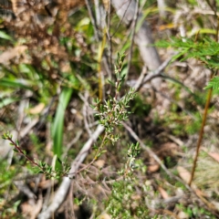 Monotoca scoparia (Broom Heath) at Tallaganda State Forest - 7 Mar 2024 by Csteele4