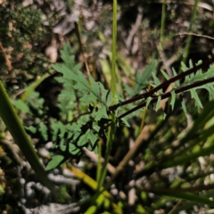 Arrhenechthites mixtus (Purple Fireweed) at Harolds Cross, NSW - 7 Mar 2024 by Csteele4