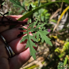 Arrhenechthites mixtus at Tallaganda State Forest - 7 Mar 2024