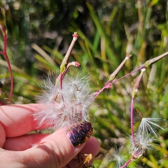 Arrhenechthites mixtus at Tallaganda State Forest - 7 Mar 2024