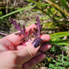 Arrhenechthites mixtus at Tallaganda State Forest - 7 Mar 2024