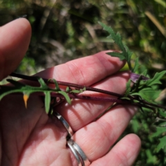 Arrhenechthites mixtus at Tallaganda State Forest - 7 Mar 2024