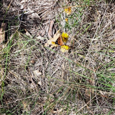 Vanessa kershawi (Australian Painted Lady) at Mount Majura - 7 Mar 2024 by abread111