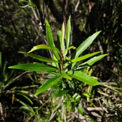 Lomatia myricoides (River Lomatia) at Harolds Cross, NSW - 7 Mar 2024 by Csteele4