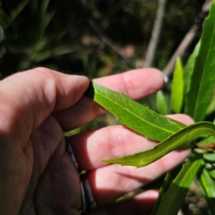 Lomatia myricoides at QPRC LGA - 7 Mar 2024