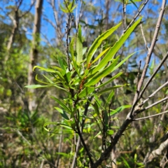 Lomatia myricoides at QPRC LGA - 7 Mar 2024