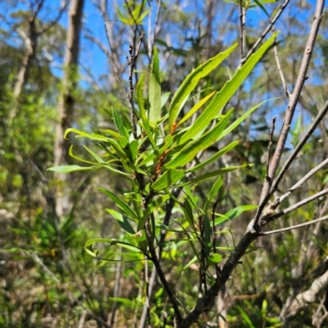 Lomatia myricoides at QPRC LGA - 7 Mar 2024