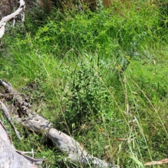 Ligustrum sp. (A Privet) at Mount Majura - 7 Mar 2024 by abread111