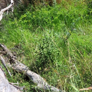 Ligustrum sp. at Mount Majura (MMS) - 7 Mar 2024