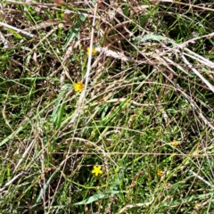 Hypericum gramineum (Small St Johns Wort) at Hackett, ACT - 7 Mar 2024 by abread111