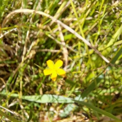 Hypericum gramineum at Mount Majura (MMS) - 7 Mar 2024 11:22 AM