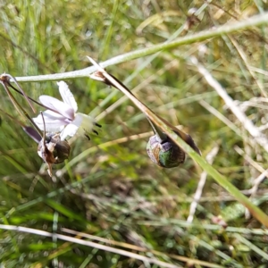 Arthropodium milleflorum at Mount Majura (MMS) - 7 Mar 2024 11:19 AM