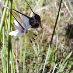 Arthropodium milleflorum at Undefined Area - 7 Mar 2024 11:19 AM