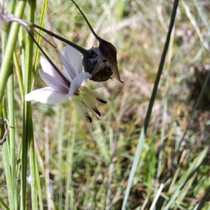 Arthropodium milleflorum at Mount Majura (MMS) - 7 Mar 2024