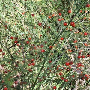 Asparagus officinalis at Mount Majura (MMS) - 7 Mar 2024 11:16 AM