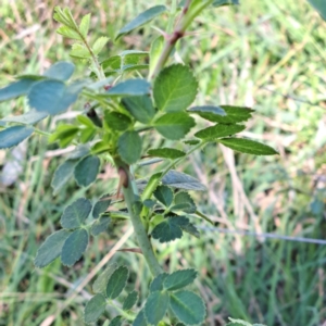 Rosa sp. at Mount Majura (MMS) - 7 Mar 2024