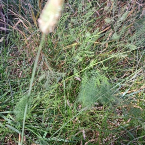 Asparagus officinalis at Mount Majura (MMS) - 7 Mar 2024