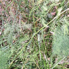 Asparagus officinalis at Mount Majura (MMS) - 7 Mar 2024 11:14 AM