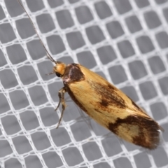 Isomoralla pyrrhoptera (A concealer moth) at Jerrabomberra, NSW - 4 Feb 2024 by DianneClarke